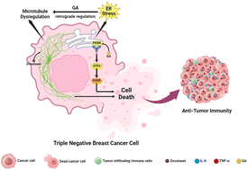 Graphical abstract: Disturbing microtubule-endoplasmic reticulum dynamics by gold nanoclusters for improved triple-negative breast cancer treatment