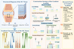 Graphical abstract: Bionic gradient scaffolds for osteochondral tissue engineering: construction strategies, interface optimization, gradient characterization, and controllability research