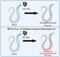Graphical abstract: Effect of disruption in the intestinal barrier function during the transgenerational process on nanoplastic toxicity induction in Caenorhabditis elegans
