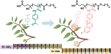 Graphical abstract: Multi-stimuli-responsive polymers enabled by bio-inspired dynamic equilibria of flavylium chemistry