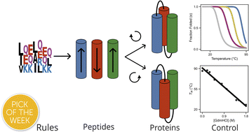 Graphical abstract: De novo designed 3-helix bundle peptides and proteins with controlled topology and stability