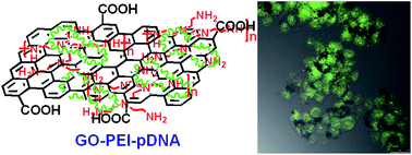 Graphical abstract: Graphene based gene transfection