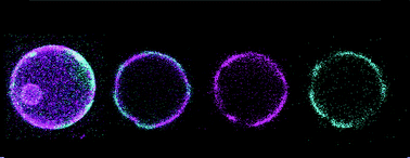 Graphical abstract: Amphiphilic dynamic NDI and PDI probes: imaging microdomains in giant unilamellar vesicles