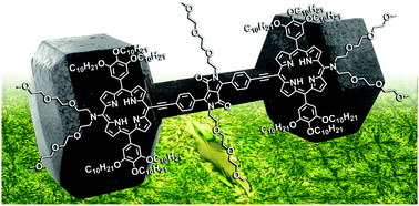Graphical abstract: Strong two-photon absorption enhancement in a unique bis-porphyrin bearing a diketopyrrolopyrrole unit