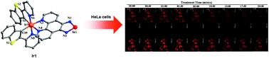 Graphical abstract: Mitochondria-specific phosphorescent imaging and tracking in living cells with an AIPE-active iridium(iii) complex