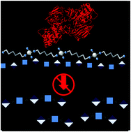 Graphical abstract: A new approach to glycan targeting: enzyme inhibition by oligosaccharide metalloshielding