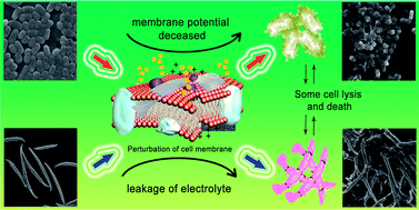 Graphical abstract: Graphene oxide exhibits broad-spectrum antimicrobial activity against bacterial phytopathogens and fungal conidia by intertwining and membrane perturbation