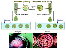 Graphical abstract: Alginate/silica composite hydrogel as a potential morphogenetically active scaffold for three-dimensional tissue engineering