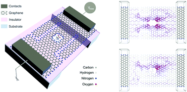 Graphical abstract: Tuneable graphene nanopores for single biomolecule detection