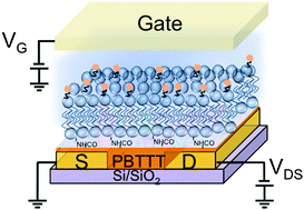 Graphical abstract: UV crosslinked poly(acrylic acid): a simple method to bio-functionalize electrolyte-gated OFET biosensors