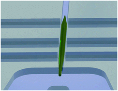 Graphical abstract: Pneumatic stimulation of C. elegans mechanoreceptor neurons in a microfluidic trap