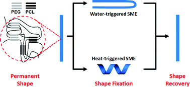 Graphical abstract: Dual-responsive hybrid thermoplastic shape memory polyurethane