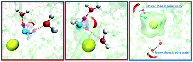 Graphical abstract: The opposite effects of sodium and potassium cations on water dynamics