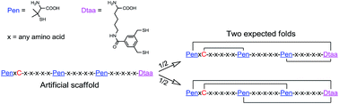 Graphical abstract: Artificial disulfide-rich peptide scaffolds with precisely defined disulfide patterns and a minimized number of isomers