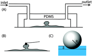 Graphical abstract: Mechanical properties of the superficial biofilm layer determine the architecture of biofilms