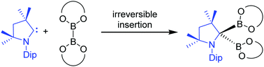 Graphical abstract: Facile insertion of a cyclic alkyl(amino) carbene carbon into the B–B bond of diboron(4) reagents
