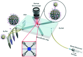 Graphical abstract: Bifunctional plasmonic-magnetic particles for an enhanced microfluidic SERS immunoassay