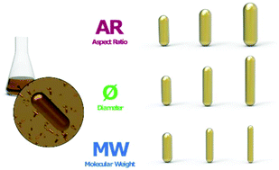 Graphical abstract: Optimum morphology of gold nanorods for light-induced hyperthermia