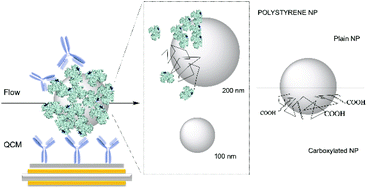 Graphical abstract: Label-free in-flow detection of receptor recognition motifs on the biomolecular corona of nanoparticles