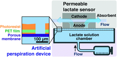 Graphical abstract: Fluid-permeable enzymatic lactate sensors for micro-volume specimen