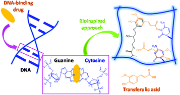 Graphical abstract: Cytosine-functionalized bioinspired hydrogels for ocular delivery of antioxidant transferulic acid