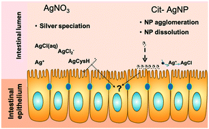 Graphical abstract: Emerging investigator series: linking chemical transformations of silver and silver nanoparticles in the extracellular and intracellular environments to their bio-reactivity