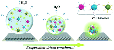 Graphical abstract: Condensing-enriched magnetic photonic barcodes on superhydrophobic surface for ultrasensitive multiple detection