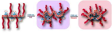 Graphical abstract: Forcing single-chain nanoparticle collapse through hydrophobic solvent interactions in comb copolymers