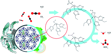 Graphical abstract: Novel bovine carbonic anhydrase encapsulated in a metal–organic framework: a new platform for biomimetic sequestration of CO2