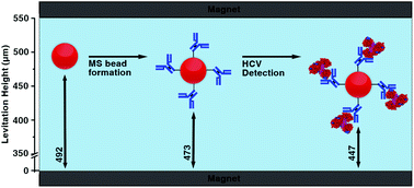 Graphical abstract: Smartphone-assisted Hepatitis C detection assay based on magnetic levitation