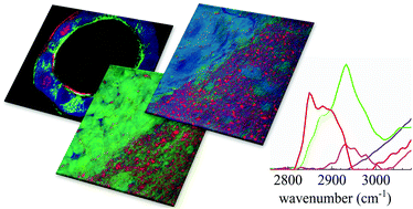 Graphical abstract: Identifying subpopulations in multicellular systems by quantitative chemical imaging using label-free hyperspectral CARS microscopy