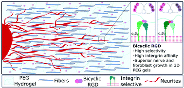 Graphical abstract: Bicyclic RGD peptides enhance nerve growth in synthetic PEG-based Anisogels