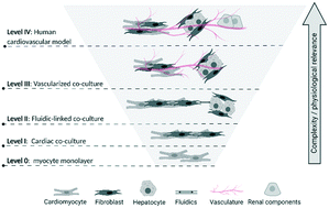 Graphical abstract: Cardiovascular microphysiological systems (CVMPS) for safety studies – a pharma perspective