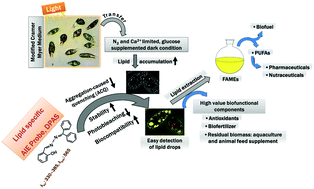Graphical abstract: Understanding the lipid production mechanism in Euglena gracilis with a fast-response AIEgen bioprobe, DPAS