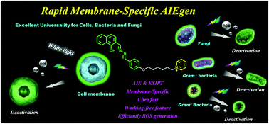 Graphical abstract: Rapid membrane-specific AIEgen featuring with wash-free imaging and sensitive light-excited killing of cells, bacteria, and fungi