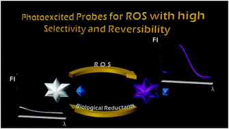 Graphical abstract: Photoexcited molecular probes for selective and revertible imaging of cellular reactive oxygen species