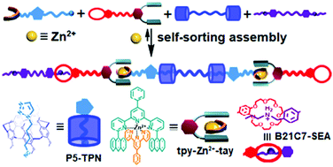 Graphical abstract: Sequence-controlled supramolecular copolymer constructed by self-sorting assembly of multiple noncovalent interactions
