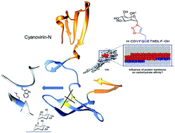 Graphical abstract: Mannosylated hemagglutinin peptides bind cyanovirin-N independent of disulfide-bonds in complementary binding sites