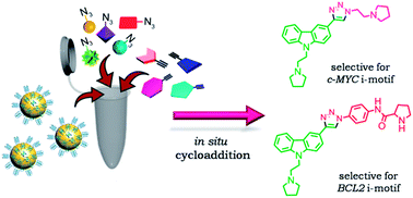 Graphical abstract: In situ formation of transcriptional modulators using non-canonical DNA i-motifs