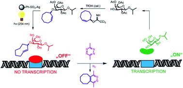 Graphical abstract: Synthetic methodology towards allylic trans-cyclooctene-ethers enables modification of carbohydrates: bioorthogonal manipulation of the lac repressor