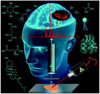 Graphical abstract: Chemical analysis of the human brain by imaging mass spectrometry