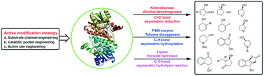 Graphical abstract: Biosynthesis of chiral cyclic and heterocyclic alcohols via C [[double bond, length as m-dash]] O/C–H/C–O asymmetric reactions