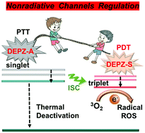 Graphical abstract: Tuning non-radiative decay channels via symmetric/asymmetric substituent effects on phenazine derivatives and their phototherapy switch between dynamic and thermal processes