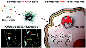 Graphical abstract: NIR-II cell endocytosis-activated fluorescent probes for in vivo high-contrast bioimaging diagnostics