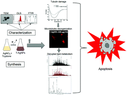 Graphical abstract: Proteomic and metabolomic profiling combined with in vitro studies reveal the antiproliferative mechanism of silver nanoparticles in MDA-MB-231 breast carcinoma cells