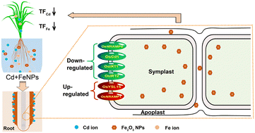 Graphical abstract: Regulation of iron and cadmium uptake in rice roots by iron(iii) oxide nanoparticles: insights from iron plaque formation, gene expression, and nanoparticle accumulation