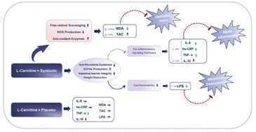 Graphical abstract: l-Carnitine and synbiotic co-supplementation: beneficial effects on metabolic-endotoxemia, meta-inflammation, and oxidative-stress biomarkers in obese patients: a double blind, randomized, controlled clinical trial