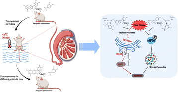 Graphical abstract: Cyanidin-3-O-glucoside and protocatechuic acid alleviate heat stress-induced testicular damage