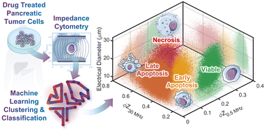 Graphical abstract: Automated biophysical classification of apoptotic pancreatic cancer cell subpopulations by using machine learning approaches with impedance cytometry