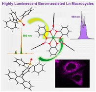 Graphical abstract: Highly symmetric Ln(iii) boron-containing macrocycles as bright fluorophores for living cell imaging